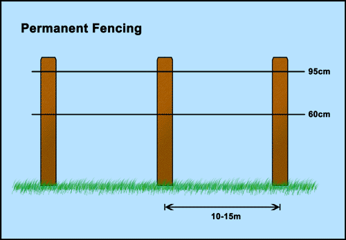 Permanent Electric Fencing for Cattle