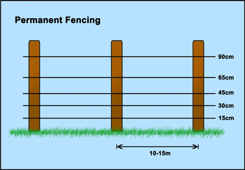 Permanent Electric Fencing Spacing for Cattle