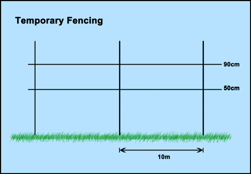 Temporary Electric Fencing Spacing for Cattle