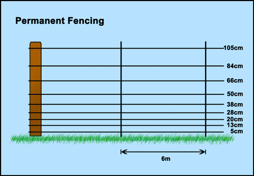 Permanent Electric Fencing for Chickens